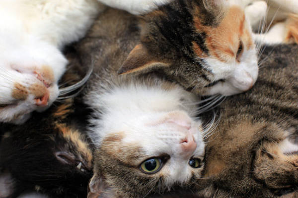 为什么志愿者要救助流浪动物