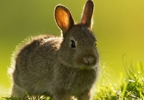 如何让兔子被毛健康生长