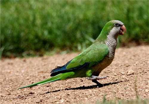 鹦鹉荡秋千及接触训练的注意事项