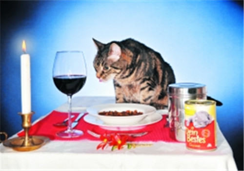 猫咪厌食不吃东西怎么办？