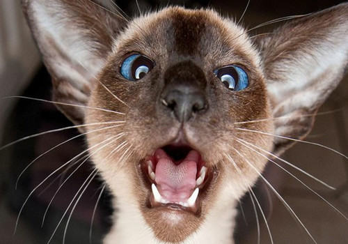 猫咪最讨厌的事情有哪些