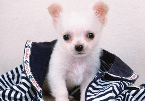 下班后可以陪狗狗干什么 下班后可以陪狗狗干什么