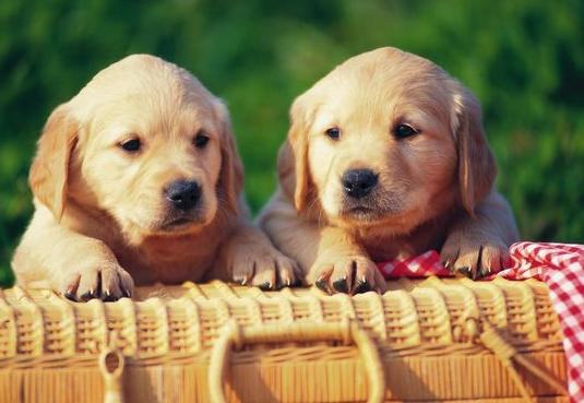 关于狗狗饭量及其他饮食问题