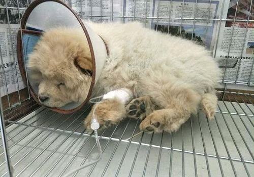 狗狗细小如何治疗?狗狗细小治疗过程 狗狗细小如何治疗?狗狗细小治疗过程
