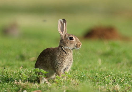 野兔的饲养要点