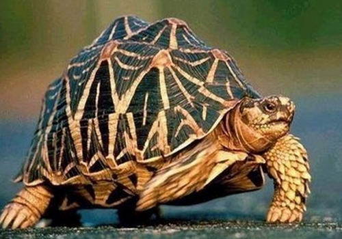 宠物龟会咬人吗