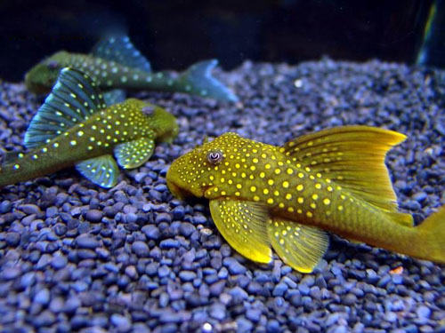 清道夫可以和其他鱼混养吗