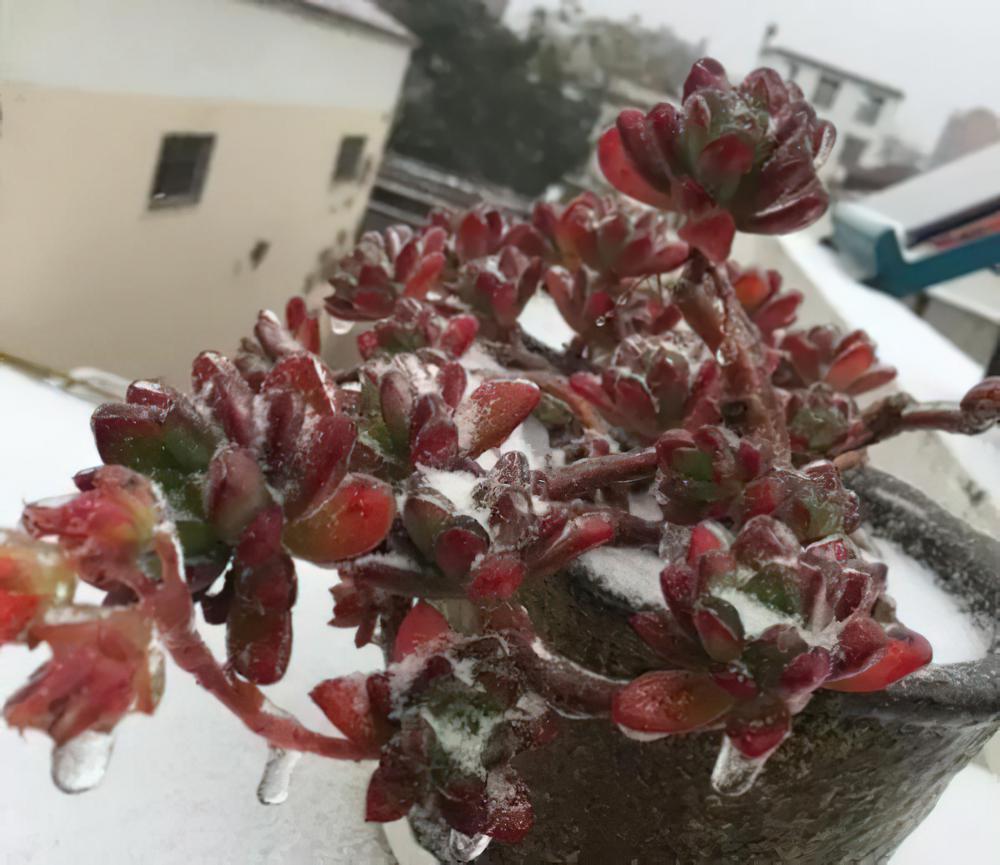 真的不会冻伤吗？正准备跃跃欲试来个雪冻美肉的你请住手