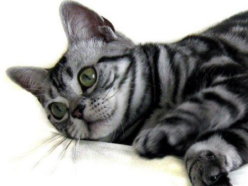 一例猫髓内针固定肱骨骨折及股骨骨折的手术案例