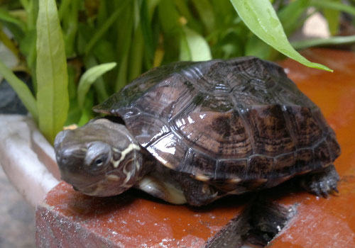 草龟最适宜的饲养水位是多少？