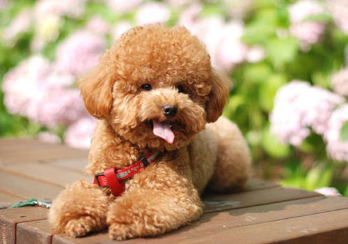 老人养什么狗比较好