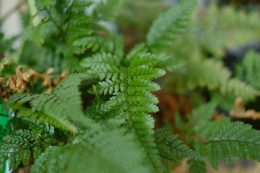 蕨类植物夏天怎么养