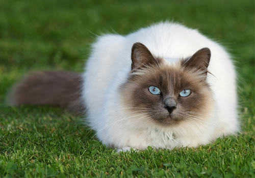 猫咪夏天变暴躁怎么办