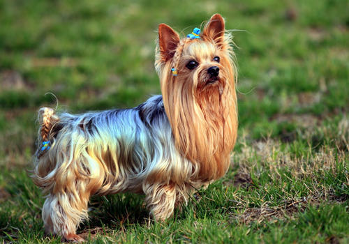 约克夏选购知多少