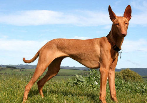 狗狗淋雨后怎么办