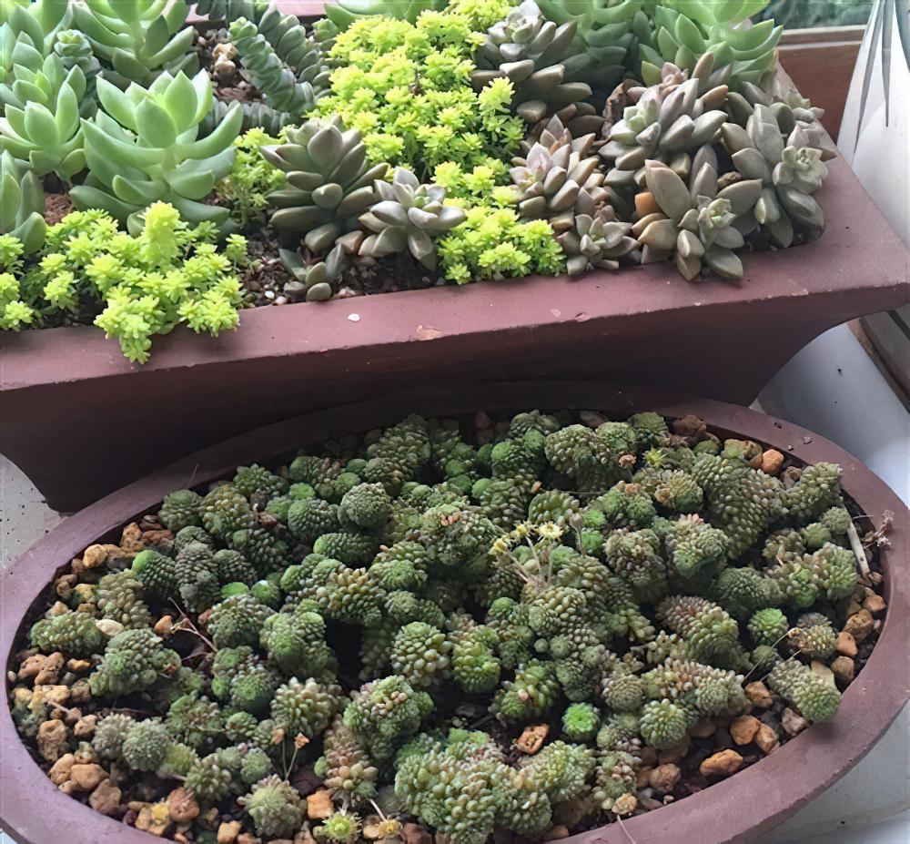 如果你是个多肉植物爆盆控，那么千万不要错过瑞典魔南这个品种