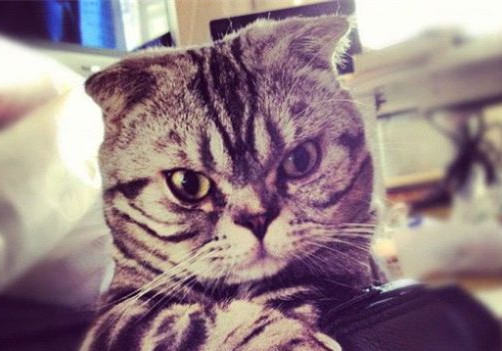 三大原因导致猫咪掉毛