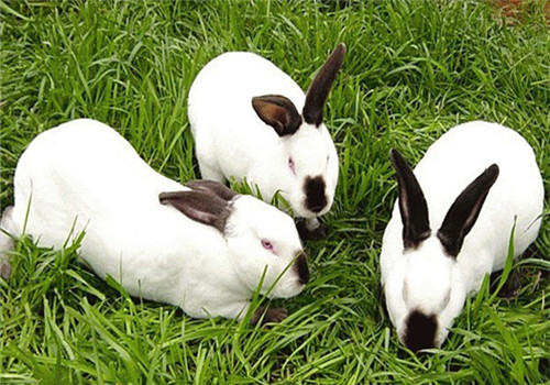 如何制定宠物兔的饮水量