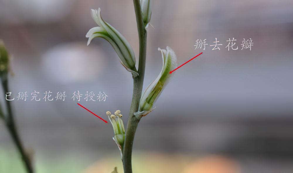 有性繁殖：多肉植物十二卷异株授粉打种子参考方法