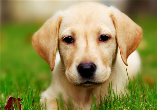 犬角膜炎的病症简介