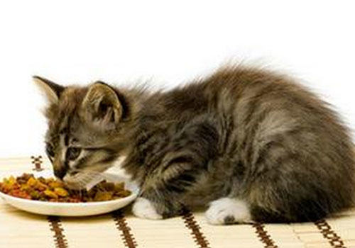 建议猫咪少吃的一些食物