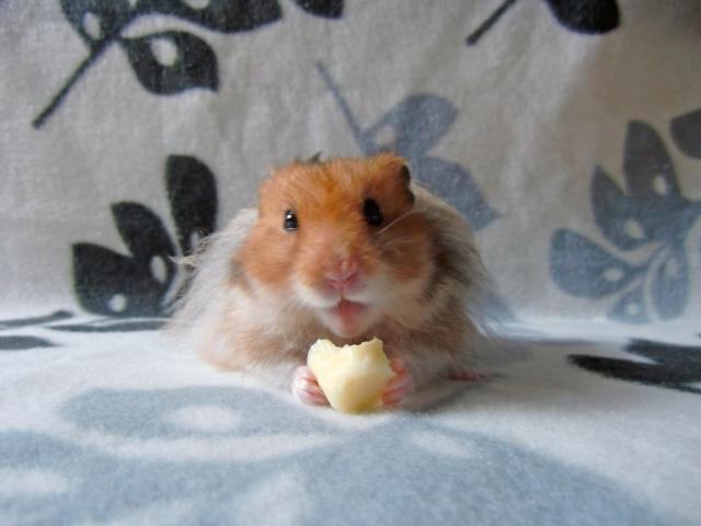 养西施熊所要准备的物品