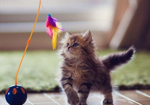 科学逗猫:让你的猫咪动起来 科学逗猫:让你的猫咪动起来