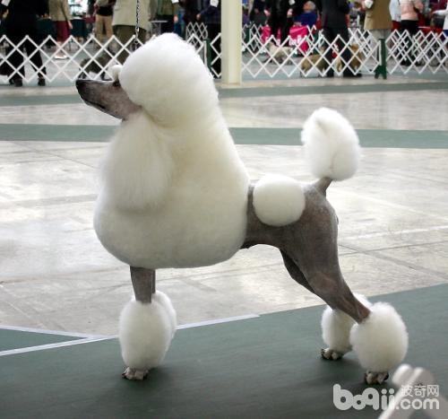 贵宾犬怎么养?贵宾犬好养吗? 贵宾犬怎么养?贵宾犬好养吗?