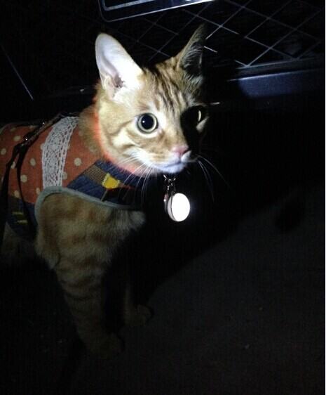 我的遛猫日记（上）