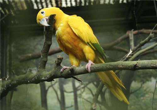 金黄锥尾鹦鹉的品种简介