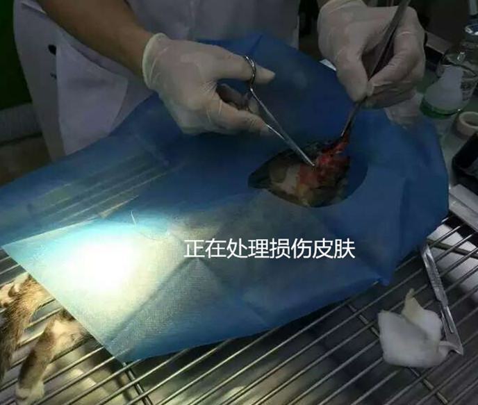 犬猫常见的寄生虫——蜱、蚤和虱