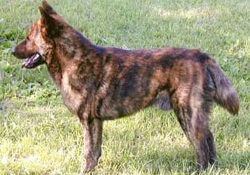 甲斐犬的介绍