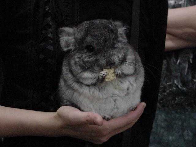 常见的两种龙猫排毛药物