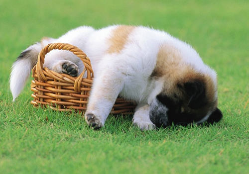 如何改善狗狗的散步品质