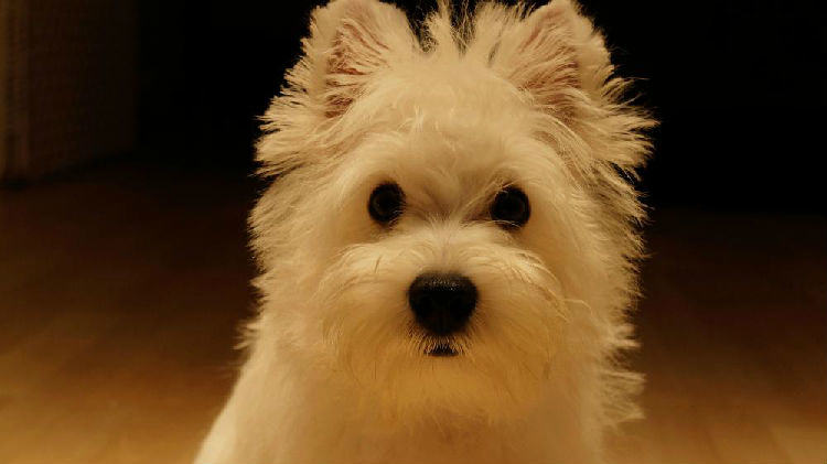 西高地白梗的形态特征