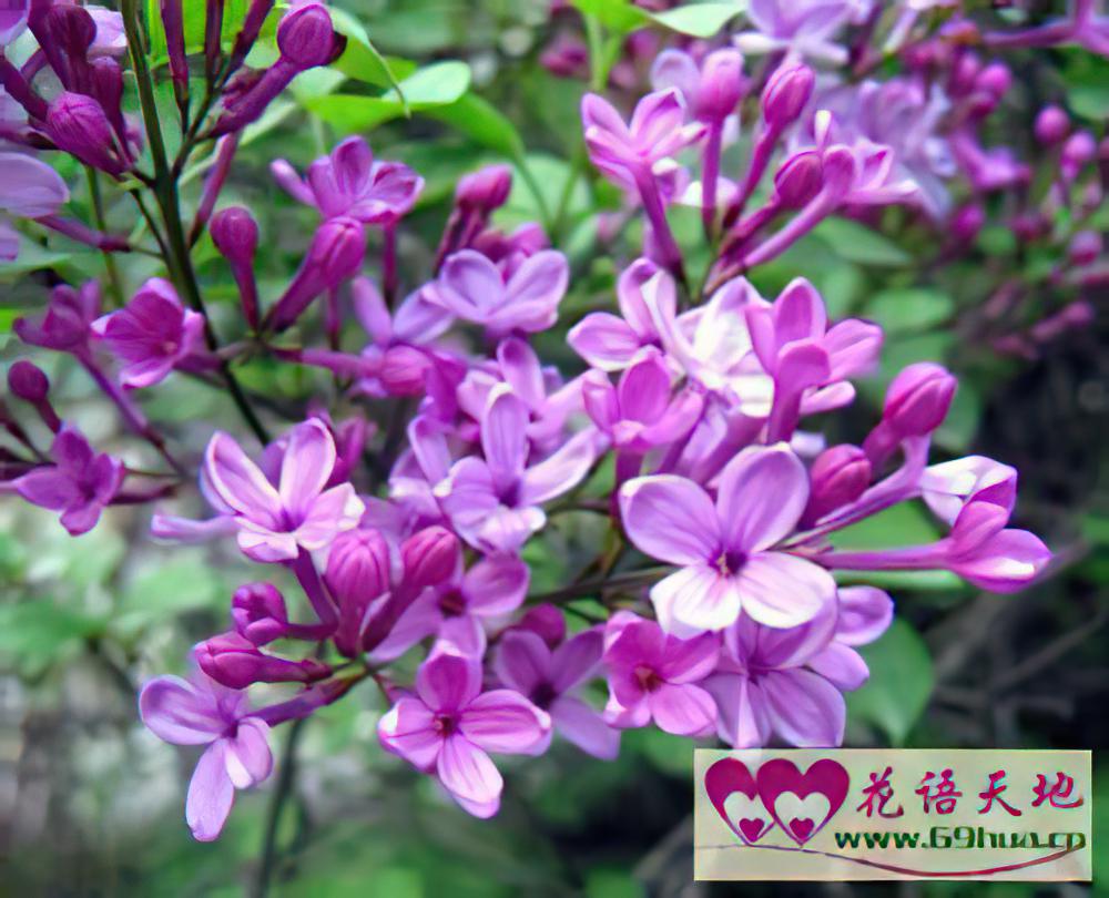 紫色鲜花送花应用场合