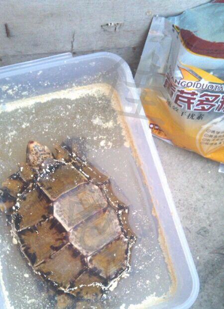 介绍一款自配的宠物龟健康调理品