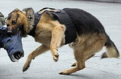 护卫犬(警犬)哪种狗狗更厉害?