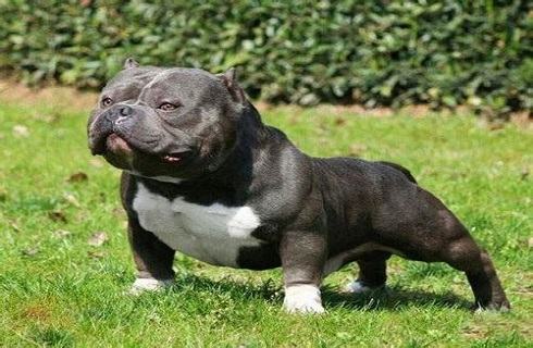 想养恶霸犬?你知道恶霸犬多少钱一只吗？