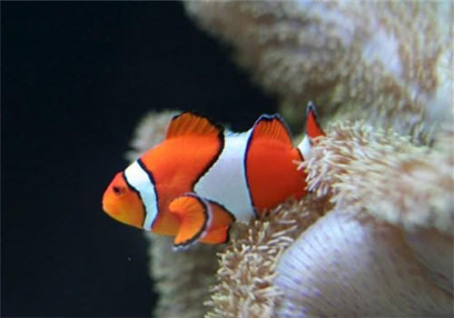 灯光色彩对热带鱼的影响