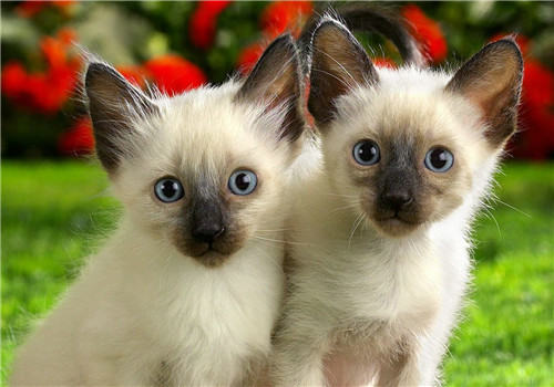 猫咪便秘的治疗方法