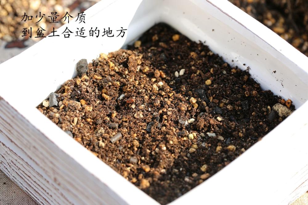 多肉生长太快？花盆开始变小？那就赶紧给这些多肉植物换盆吧！