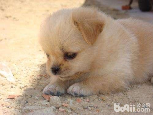 养狗之前要做好哪些心理准备？