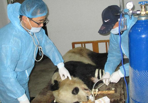犬瘟热并不是狗狗的专利