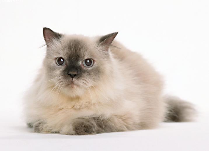 不要让猫咪吃生鱼生肉