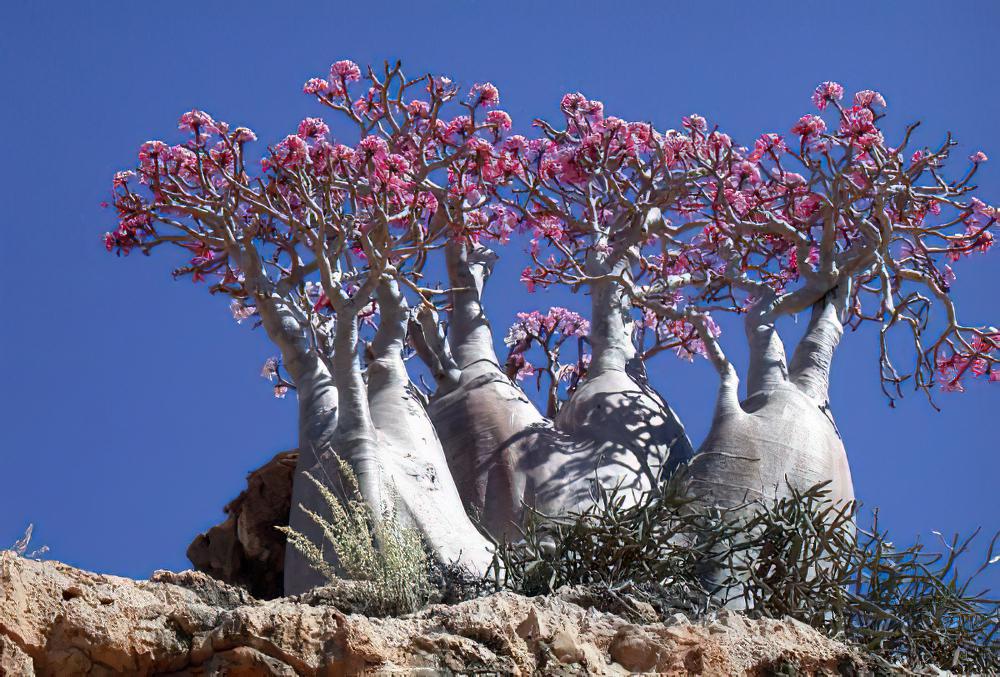 沙漠玫瑰Adenium obesum