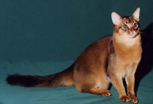 索马里猫与索马里海盗