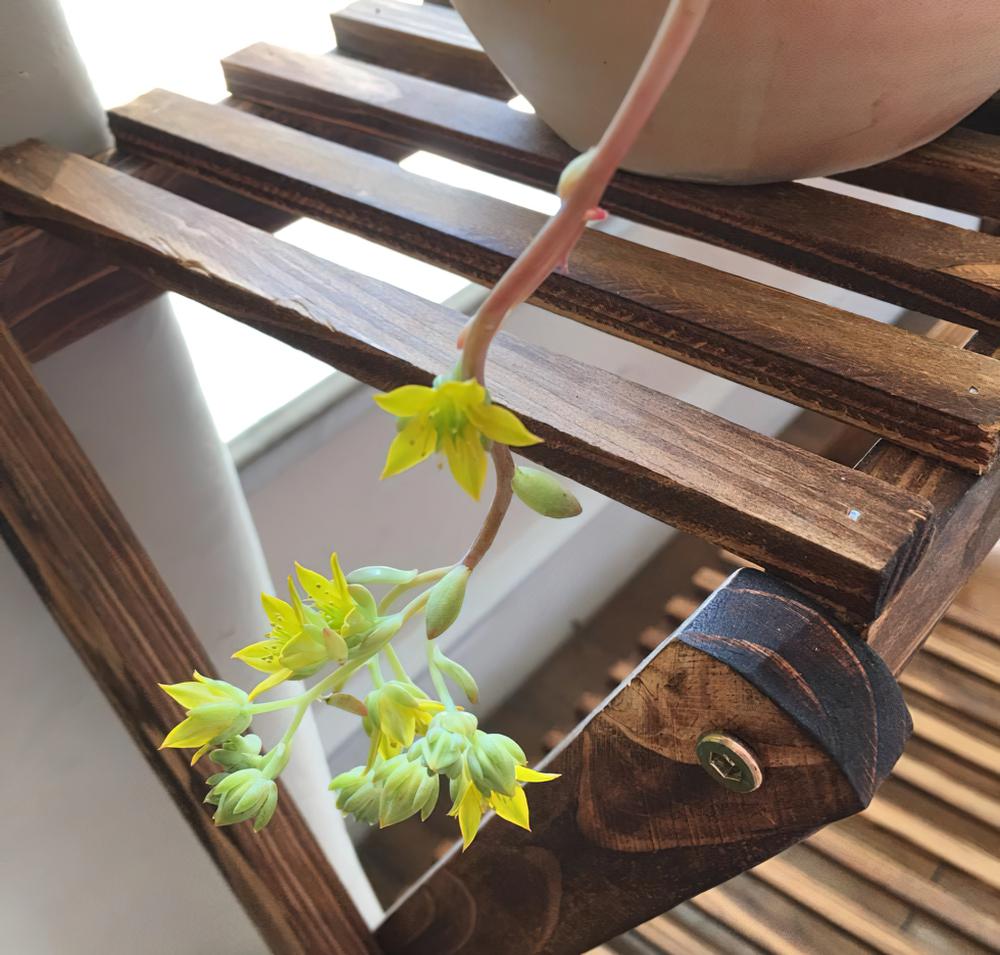 曾经不起眼的小老桩经历半个春天的蜕变变得越来越美了