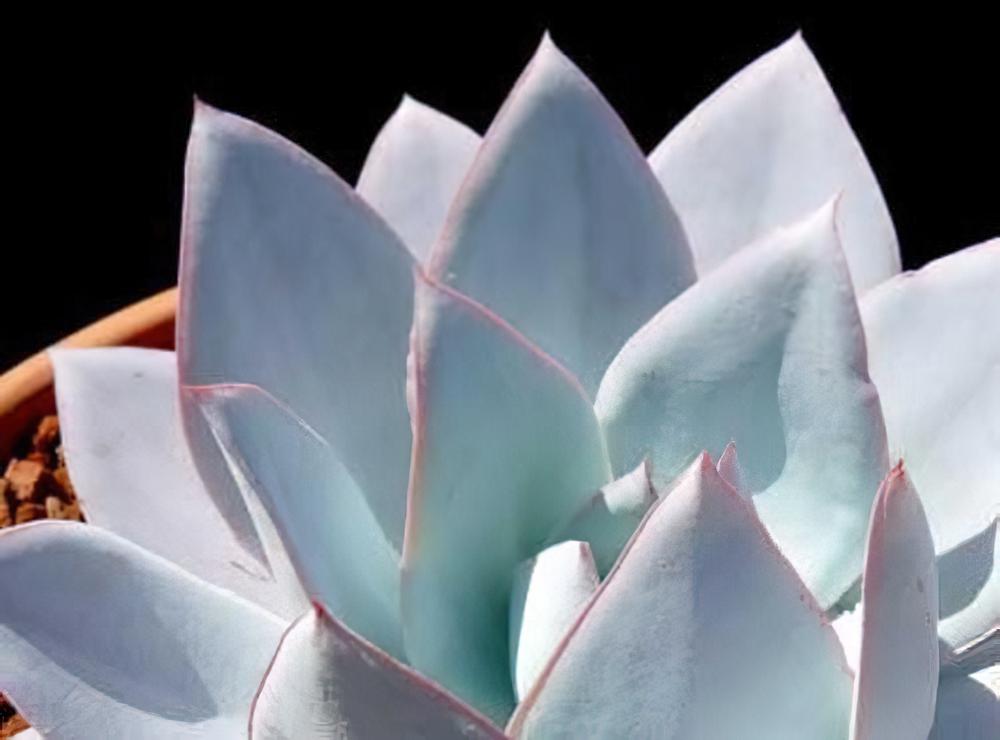 广寒宫 Echeveria cante