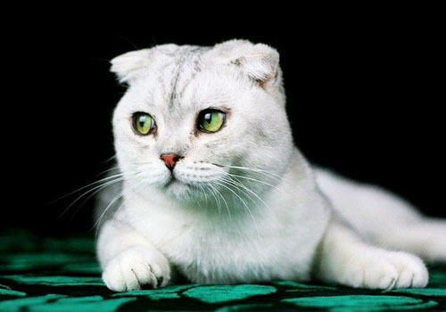 折耳猫不吃饭怎么办 折耳猫不吃饭怎么办
